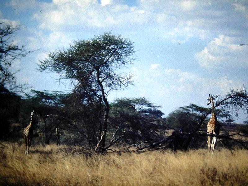 Afrc 00 282 Girafes.jpg
